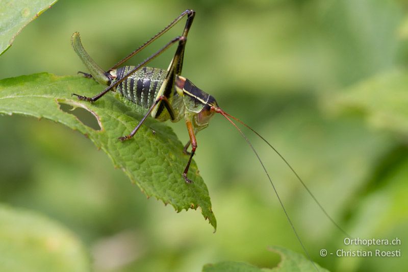 Barbitistes yersini ♀ - HR, Istrien, Kršan, 02.06.2014