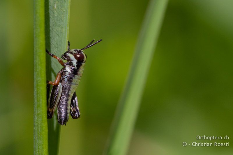 Micropodisma salamandra, Larve - HR, Istrien, Račja Vas, 10.06.2014