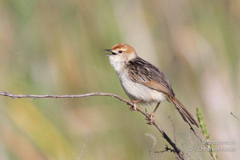 Levaillant's Cisticola (Cisticola tinniens) - SA, Mpumalanga, Dullstroom, Field & Stream Lodge, 12.01.2015