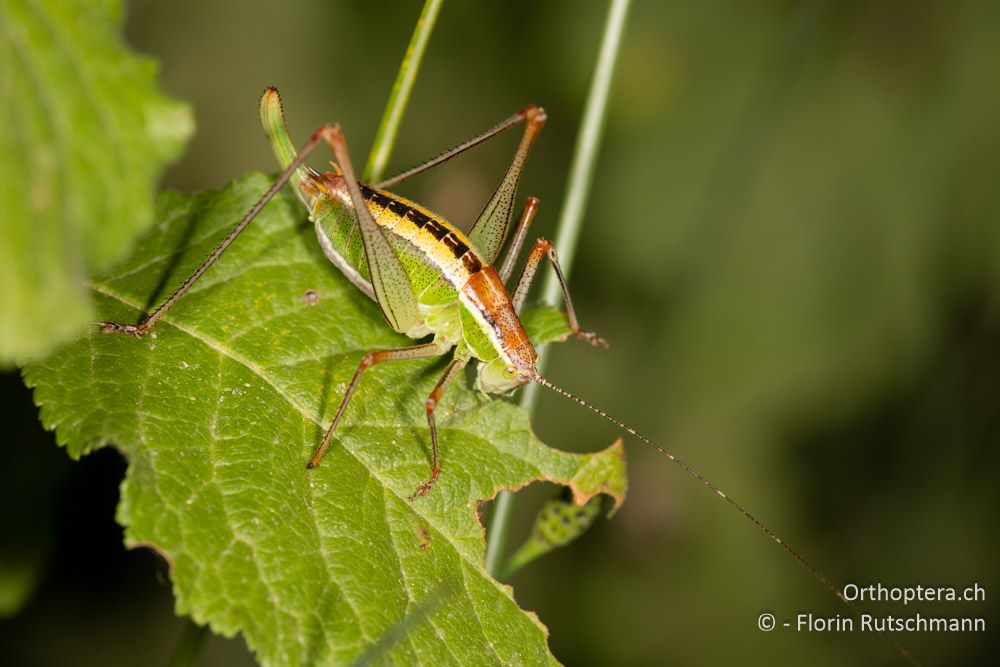 Poecilimon jonicus lobulatus ♀ - GR, Westgriechenland, Anaktorio, 21.06.2024