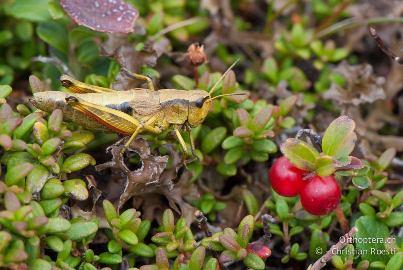 Podismopsis keisti ♀ - CH, SG, Gamserrugg, 05.09.2010