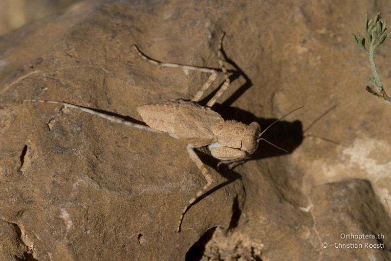 Männchen der Gottesanbeterin Eremiaphila gene (Danke Matthias Borer für die Bestimmung). Al Qadisiyya, 19.05.2011