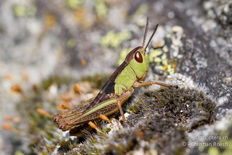 ♀ Larve von Pseudochorthippus parallelus im letzten Stadium - CH, TI, Gotthardpass, 02.09.2011