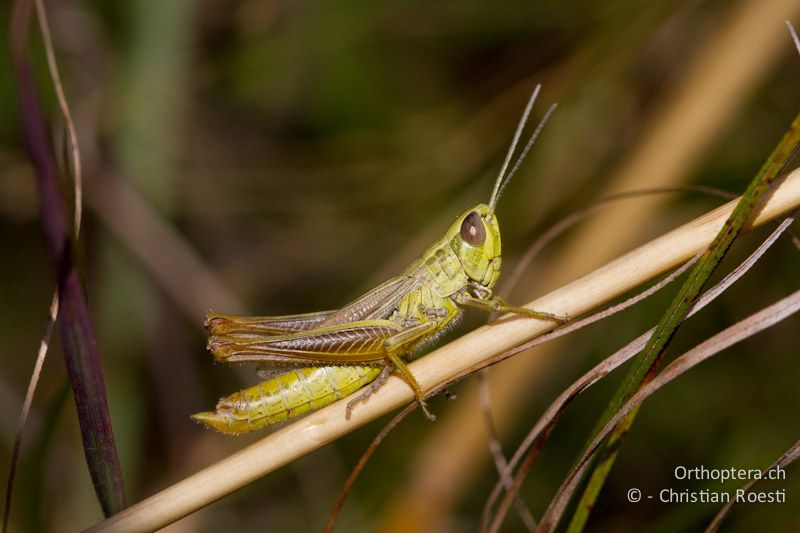 Euchorthippus declivus ♂ - CH, TI, Mt. Caslano, 02.09.2013