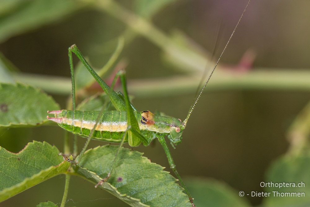 Leptophyes boscii ♂ - HR, Istrien, Mala Učka, 20.07.2015