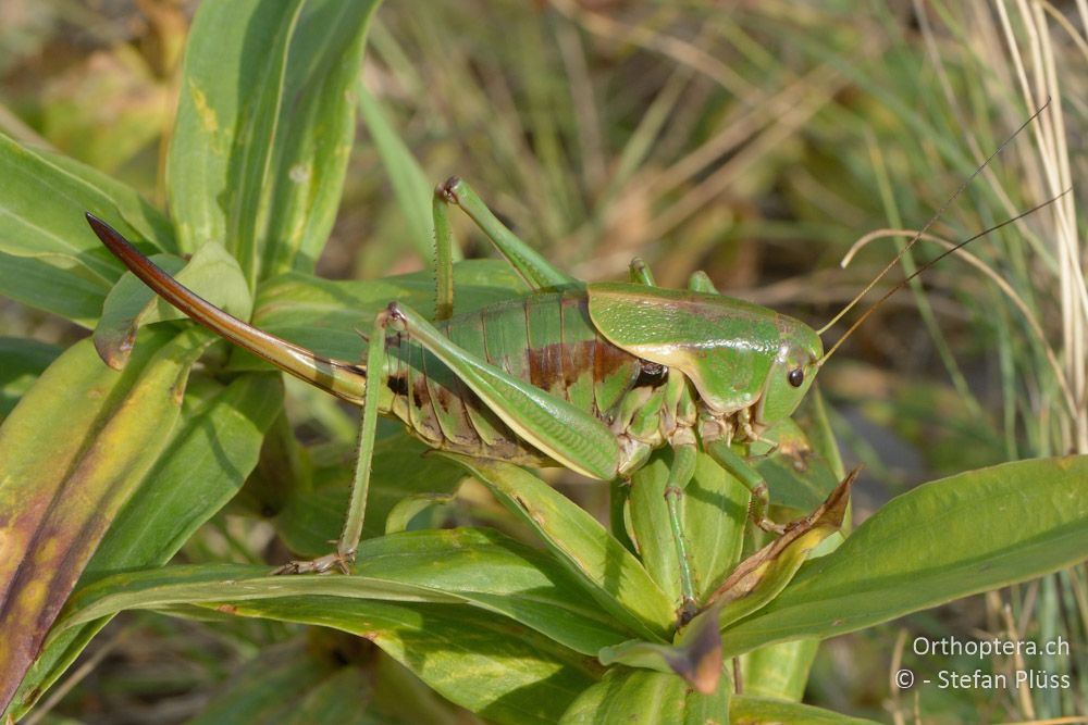 Psorodonotus illyricus ♀ - HR, Istrien, Račja Vas, Dol, 24.07.2015