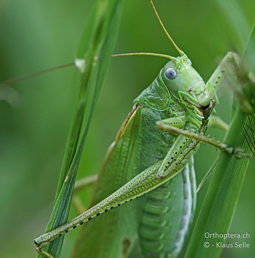 Fussreinigung. Östliches Heupferd (Tettigonia caudata) ♂ - HR, Istrien, Mutvoran, 20.06.2016