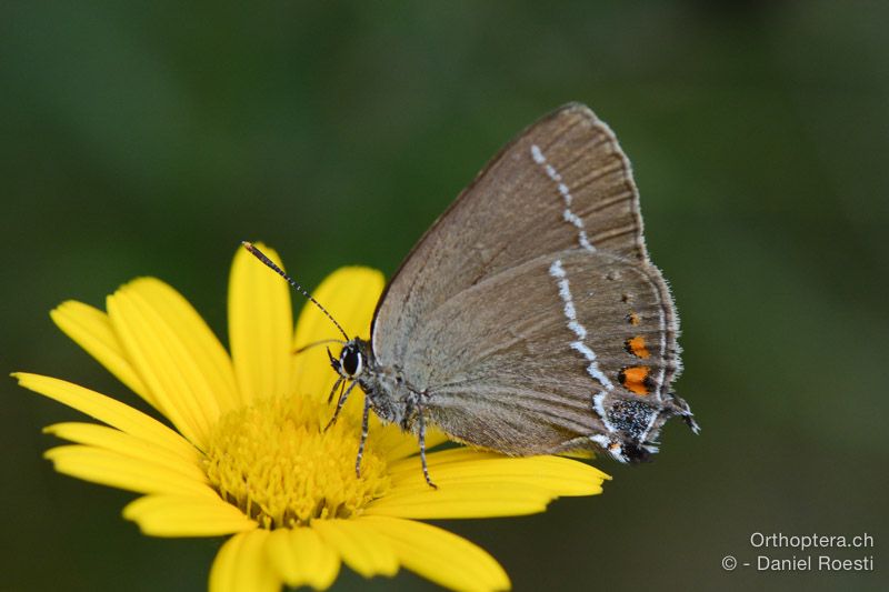 Kreuzdorn-Zipfelfalter (Satyrium spini) - HR, Istrien, Dol, 24.07.2015