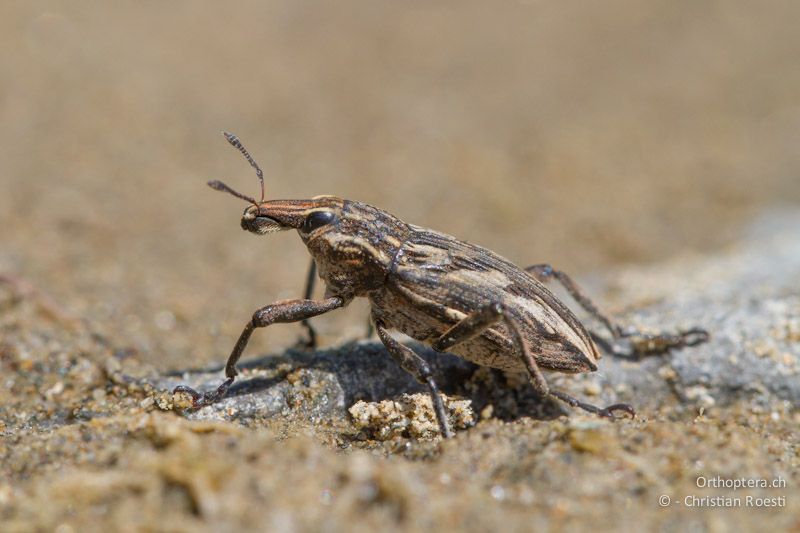 Rüsselkäfer der Gattung Coniocleonus. Dolna Kula an der Krumovitsa, 24.04.2012 (Vielen Dank für die Bestimmung Christoph Germann)