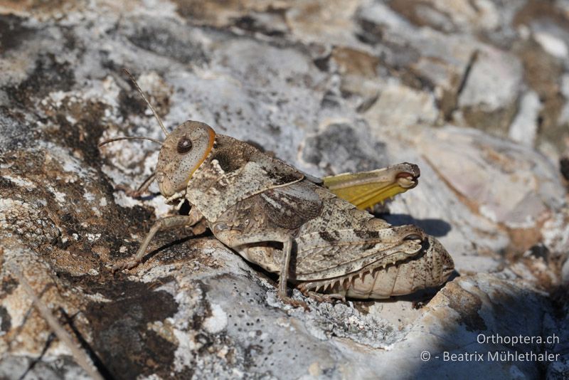 Steinschrecke (Prionotropis hystrix azami) ♀ - FR, Col des Portes, 06.07.2014