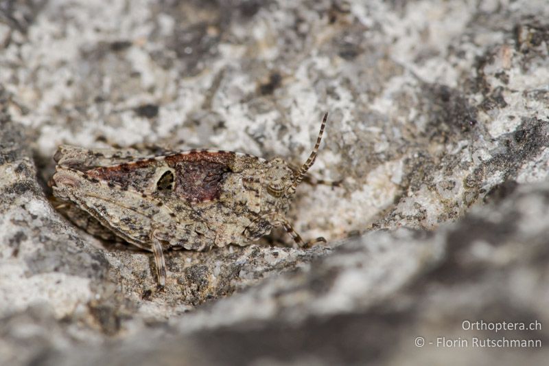 Larve von Tetrix depressa - GR, Mittelgriechenland, Rovoliari, 21.06.2013