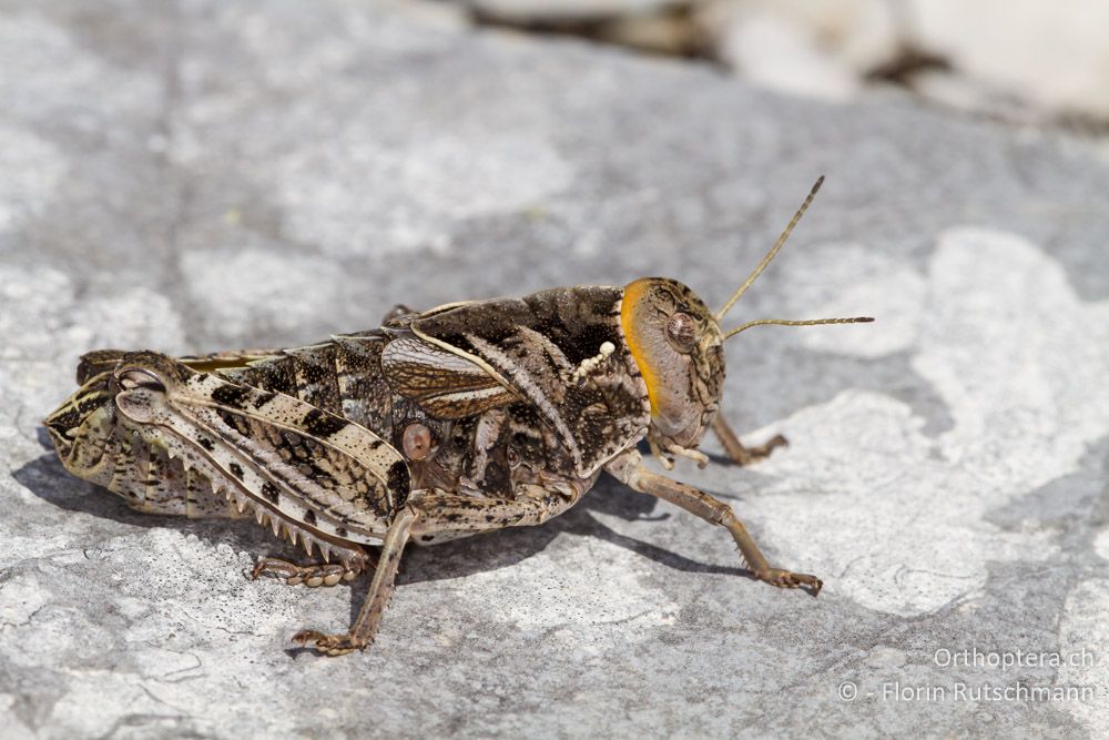 Gesägte Steinschrecke (Prionotropis hystrix hystrix) Weibchen - HR, Istrien, Učka-Gebirge, 11.06.2014