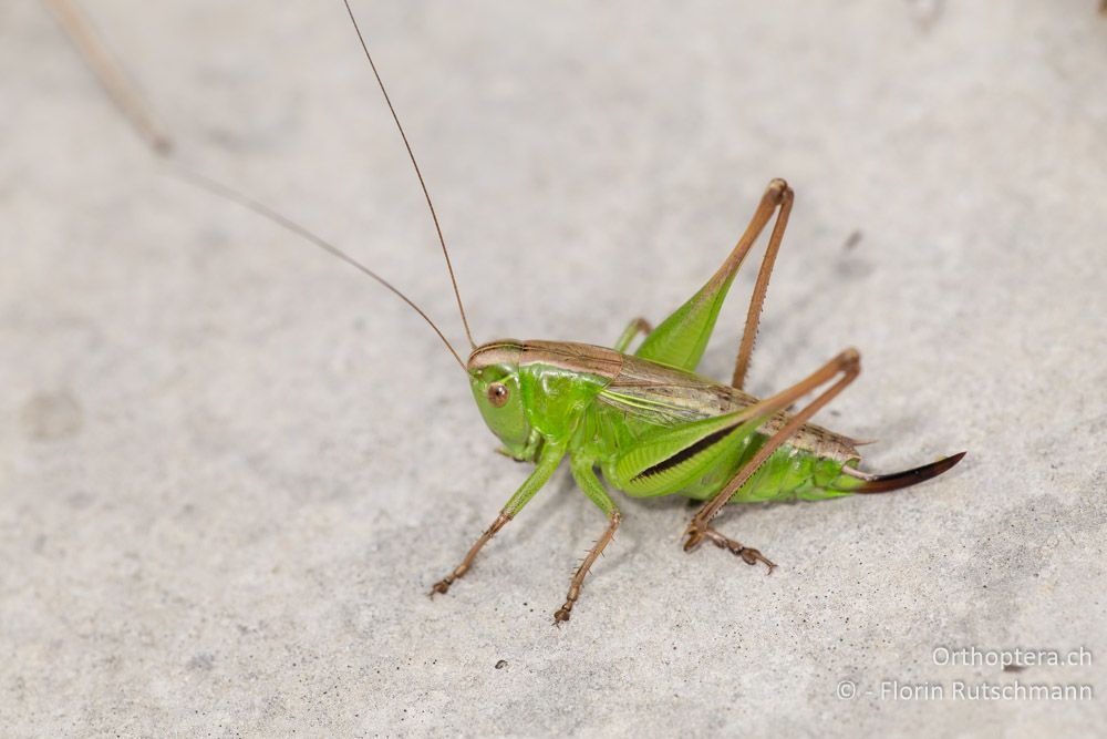 Istrische Beissschrecke (Metrioptera kuntzeni) - HR, Istrien, Brest, 25.07.2014