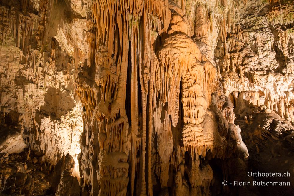 Höhle von Postojna - SLO, Osrednjeslovenska, Postojna, 26.07.2015