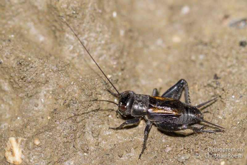 Melanogryllus desertus ♂ - GR, Thrakien, Kyprinos, 13.05.2013