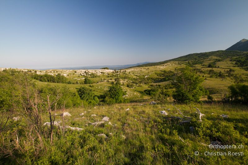 Brutgebiet von Heidelerche und Brachpieper - HR, Istrien, Učka, 02.06.2014