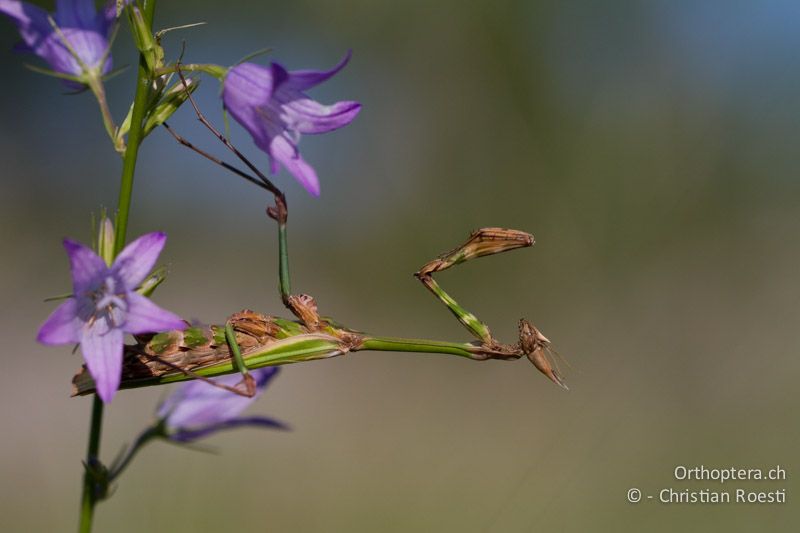 ♀ von Empusa fasciata - HR, Istrien, Rajki, 04.06.2014