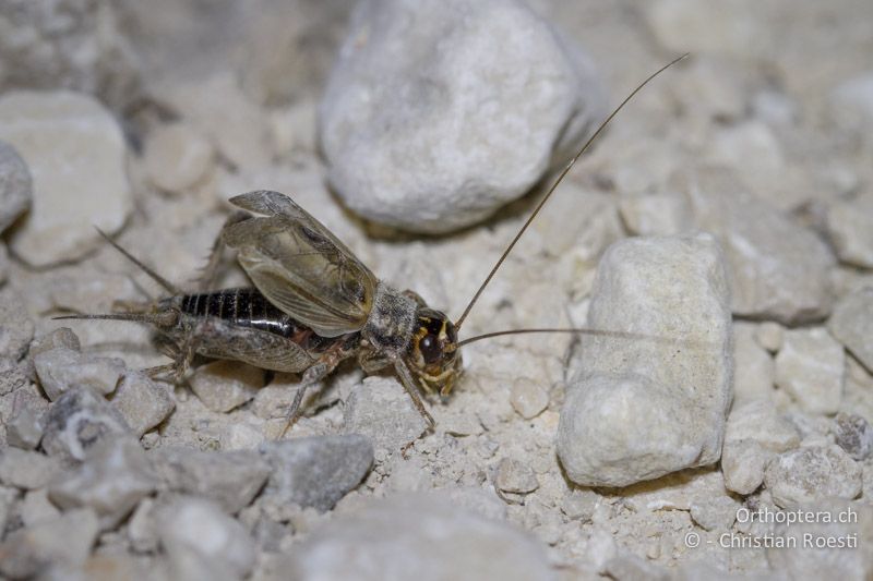 Singendes ♂ von Modicogryllus bordigalensis - HR, Istrien, Pazin, 12.06.2014