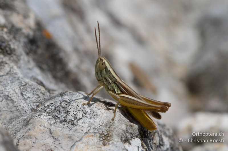 Euchorthippus chopardi ♂ - FR, Col des Portes bei Rians, 06.07.2014