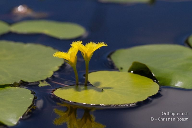 Seekanne (Nymphoides cf. peltata) - SA, Mpumalanga, Graskop, 11.01.2015