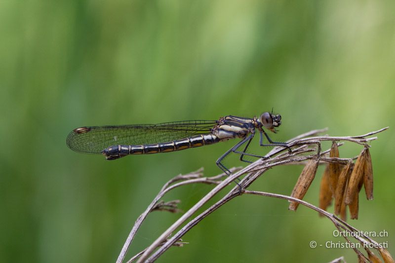 Platycypha fitzsimonsi, Fitzsimon's Jewel ♀♀ - SA, Mpumalanga, Dullstroom, Field & Stream Lodge, 13.01.2015