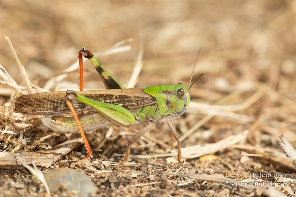 Locusta migratoria ♂ - GR, Epirus, Preveza, 07.06.2024