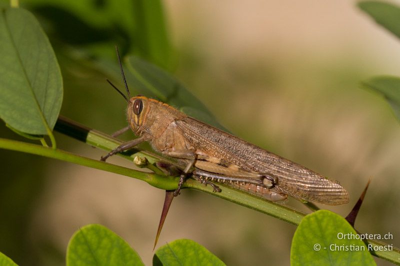 Anacridium aegyptium ♂ - CH, TI, Arzo, 02.09.2013