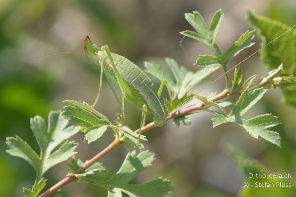 Leptophyes boscii ♀ - HR, Istrien, Japlenice-Fluss bei Zarecje, 19.07.2015