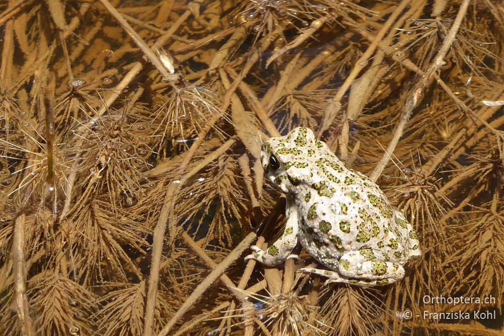 Wechselkröte (Bufotes viridis) - BG, Plowdiw, Belovitsa, 10.07.2018