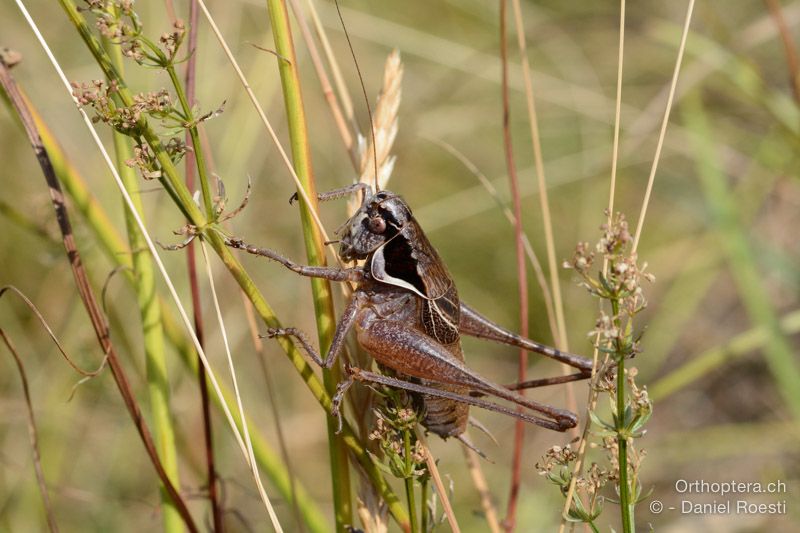 Pholidoptera littoralis littoralis ♂ - HR, Istrien, Učka-Gebirge, 20.07.2015