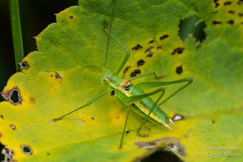 Leptophyes boscii ♂ - HR, Istrien, Dol , 24.07.2015