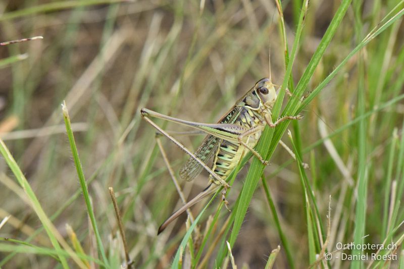 Gampsocleis glabra ♀ - AT, Niederösterreich, Ebergassing, 08.07.2018