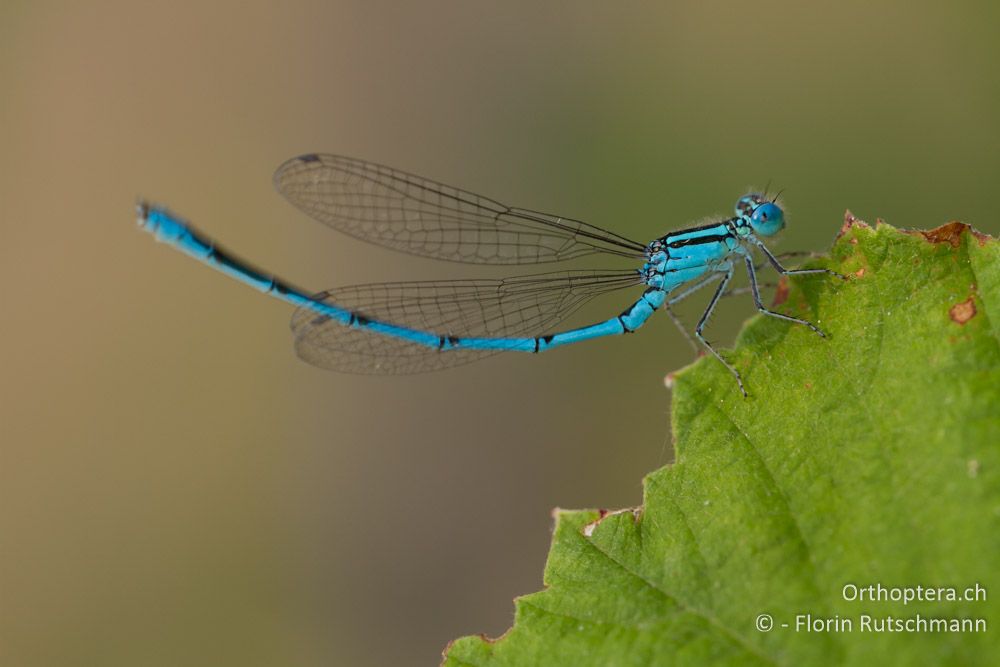 Pokaljungfer (Erythromma lindenii) - Volvi-See, 10.07.2012 (det. Stefan Kohl)