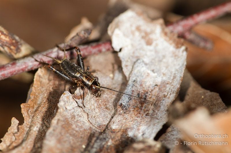 Larve von Nemobius sylvestris - CH, TG, Immenberg, 05.06.2013