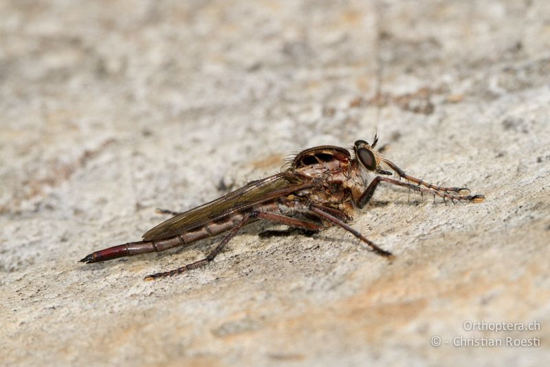 Raubfliege (Asilidae) - SA, Nort West, Rustenburg, Sparkling Waters Hotel, Magaliesberg, 14.01.2015