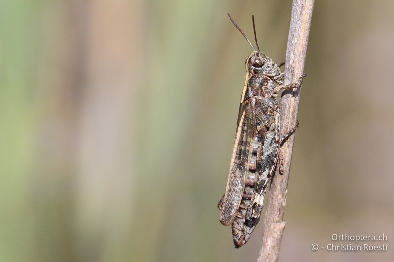 Epacromius coerulipes ♀ - AT, Burgenland, Oggau am Neusiedlersee, 15.09.2016