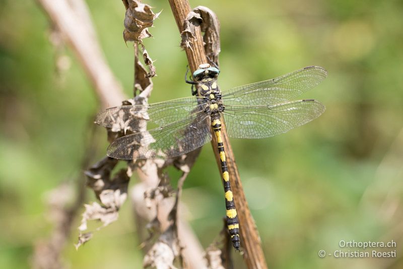 Cordulegaster insignis ♂, ein Highlight für die Libellenkundler - BG, Chaskowo, Matochina, 09.07.2018