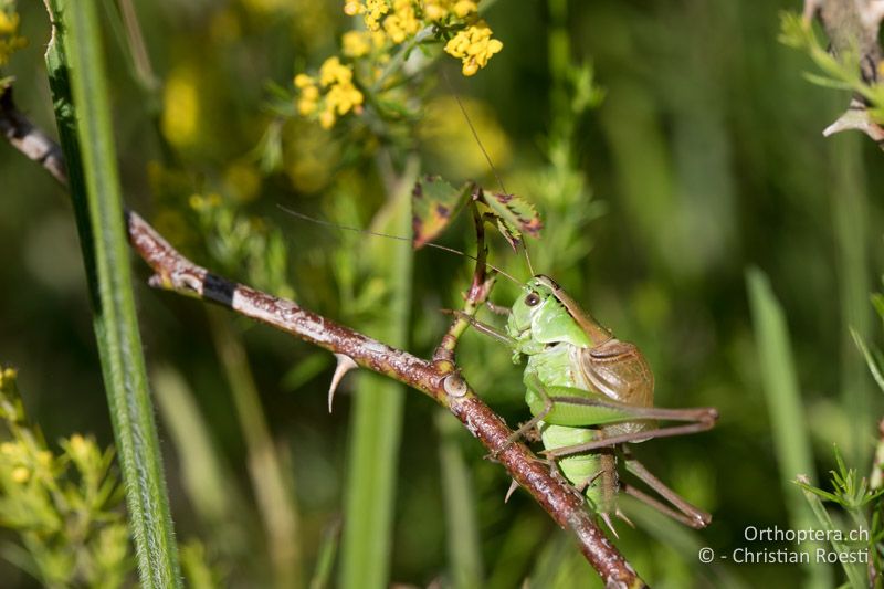 Pholidoptera frivaldszkyi ♂ - BG, Sofia, Kopriwschtiza, 11.07.2018