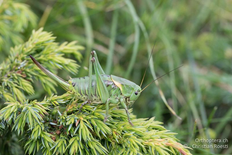 Psorodonotus fieberi ♀ - BG, Blagoewgrad, Bergwiese bei Pass nach Pirin, 12.07.2018