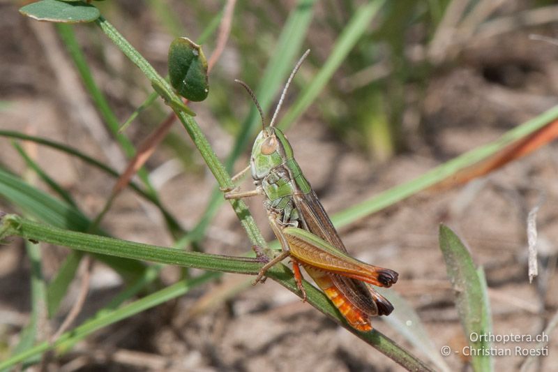 Stenobothrus fischeri ♂ - AT, Niederösterreich, Oberweiden, 28.06.2010