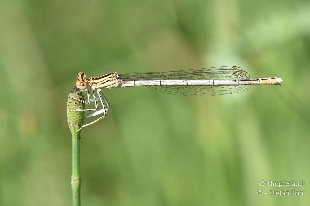 Blaue Federlibelle (Platycnemis pennipes) ♀ - BG, Blagoewgrad, Simitli, 11.07.2018