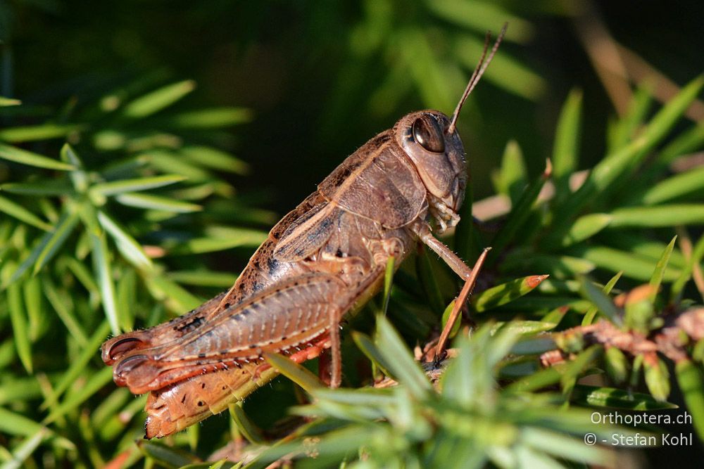 Paracaloptenus cristatus ♀ - HR, Istrien, Mala Učka, 20.07.2015