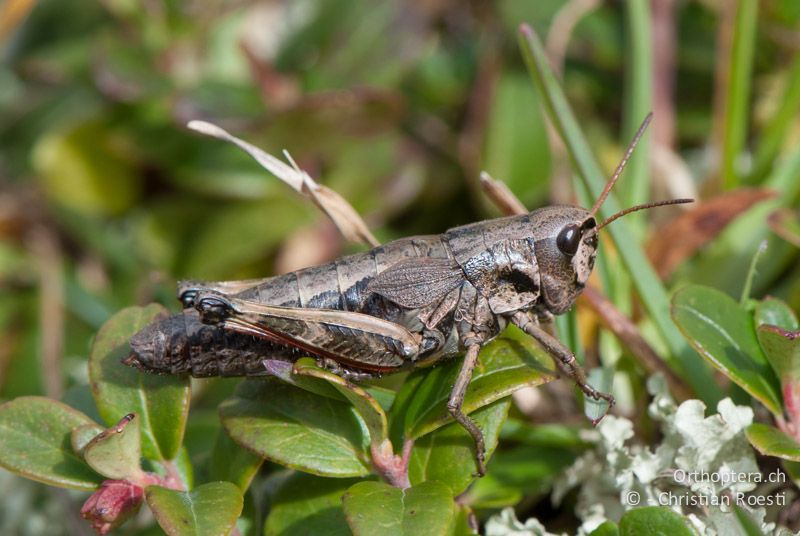 Podismopsis keisti ♀ - CH, SG, Gamserrugg, 05.09.2010