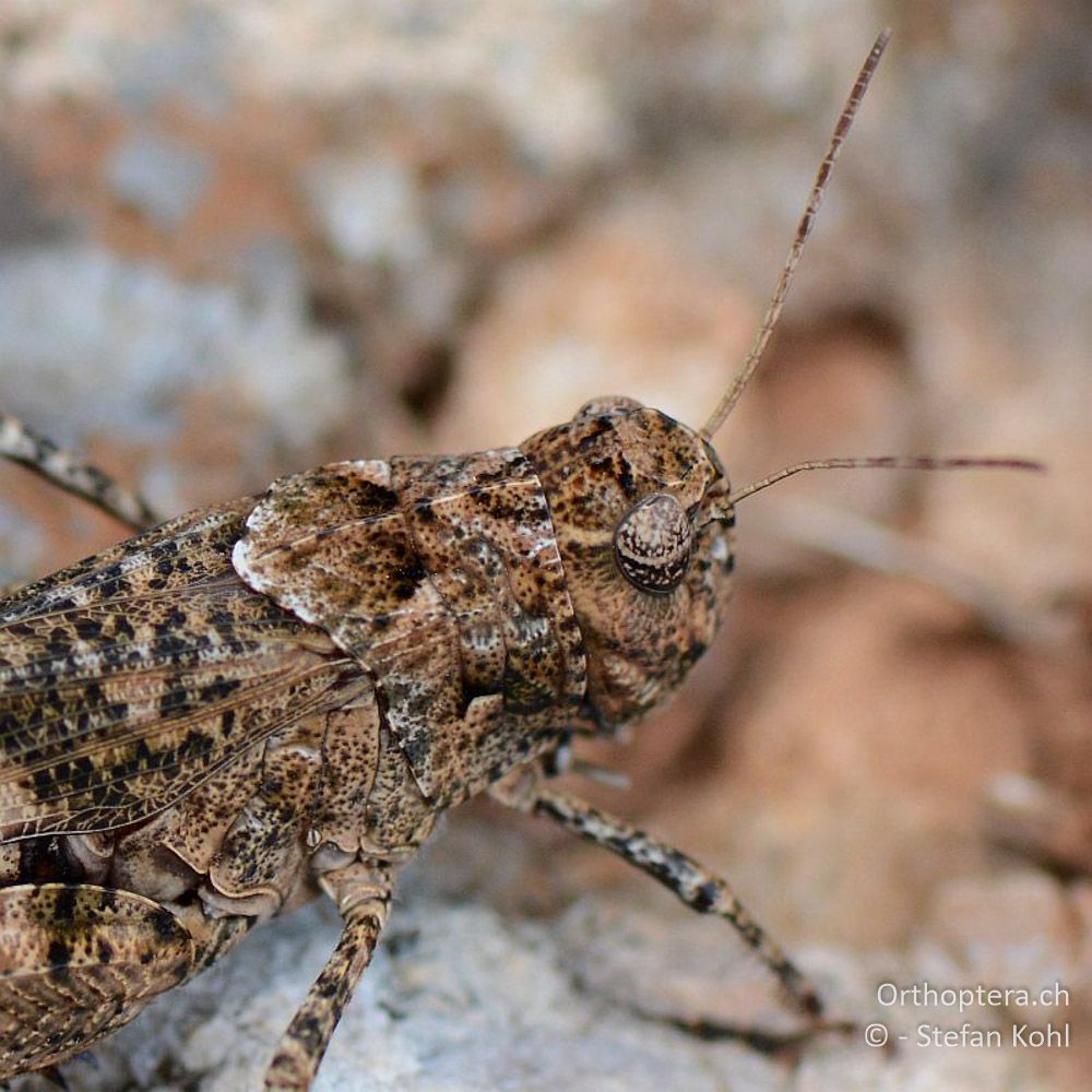 ♀ der Pferdeschrecke (Celes variabilis) - GR, Westmakedonien, Klidi, 09.07.2013