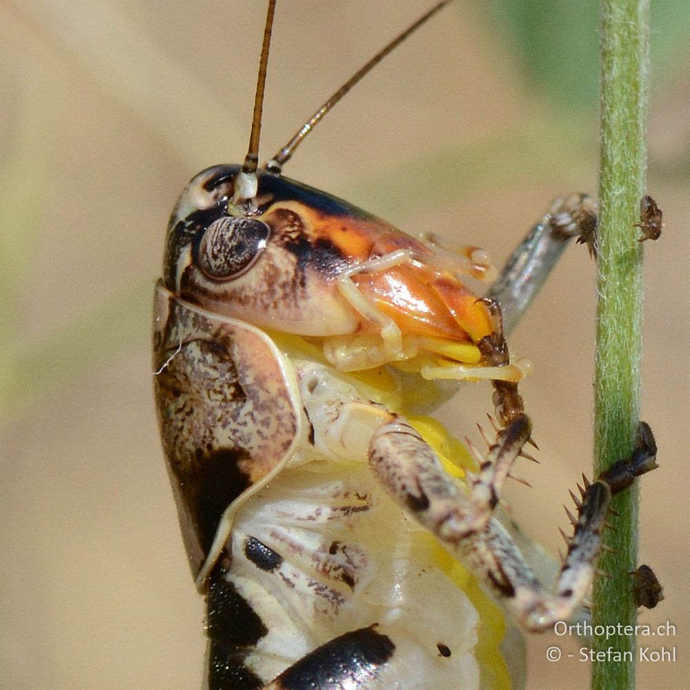 ♂ von Bucephaloptera bucephala - GR, Thessalien, Pefki, 12.07.2013