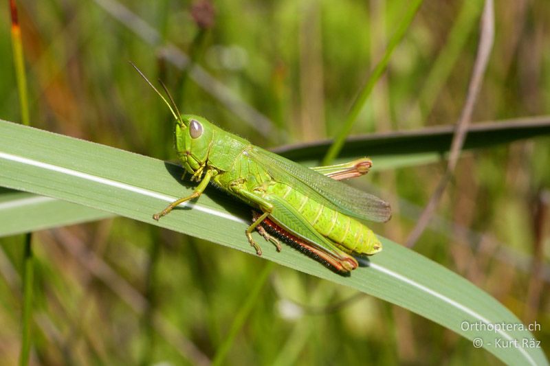 Chorthippus jucundus ♀ - FR, La Grande-Motte, 10.07.2014