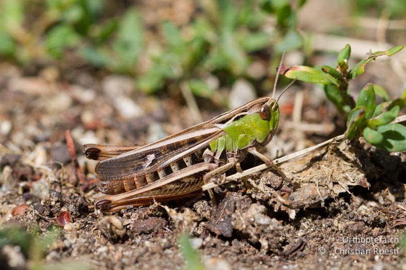 Stenobothrus lineatus ♀ - CH, VS, Jeizinen, 10.08.2013