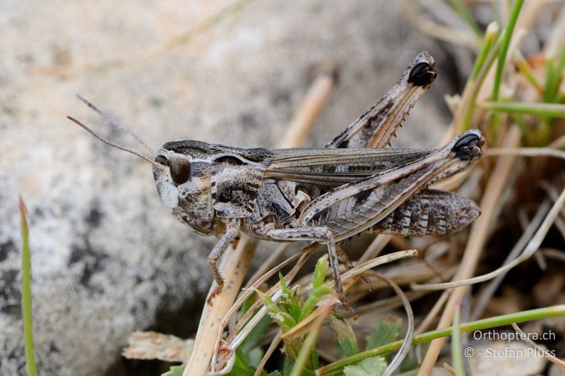 Stenobothrus grammicus ♀ - FR, Mont Ventoux, 04.07.2014