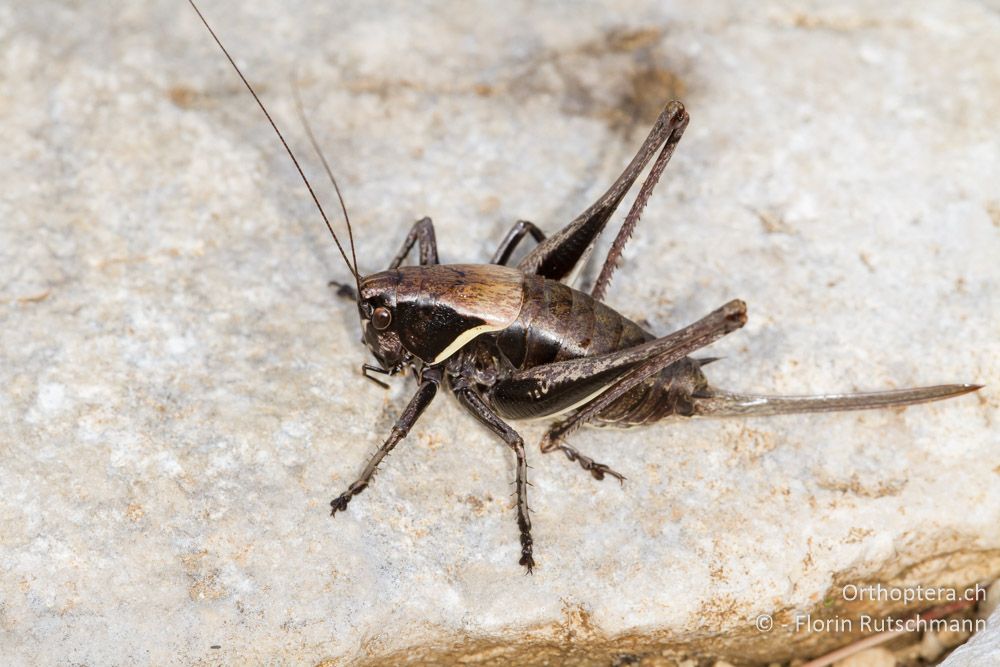 Alpen-Strauchschrecke (Pholidoptera aptera) - HR, Istrien, Plomin, 13.06.2014