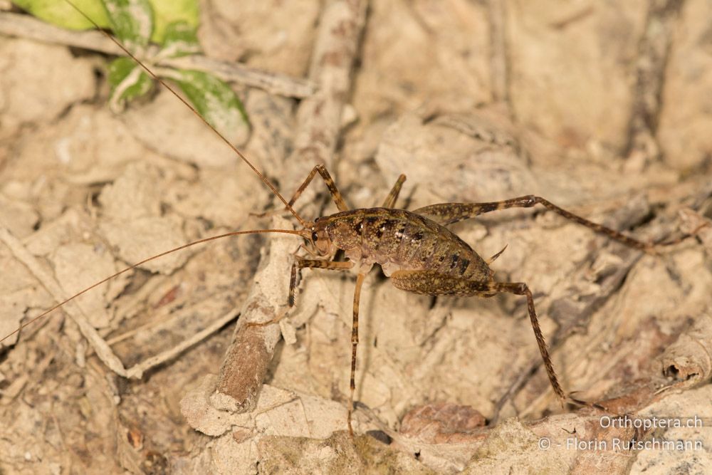 Troglophilus neglectus ♂ - HR, Istrien, Pazin, 16.07.2015